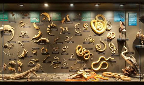 Museum Of Central Australia & Strehlow Research Centre - Dentist Search 4