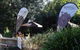 The Edible Garden Cafe/Restaurant - thumb 0