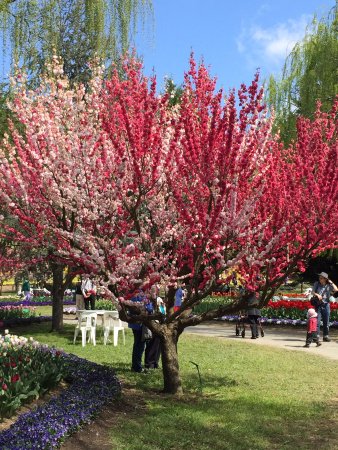 Ngunnawal ACT Dentist Find
