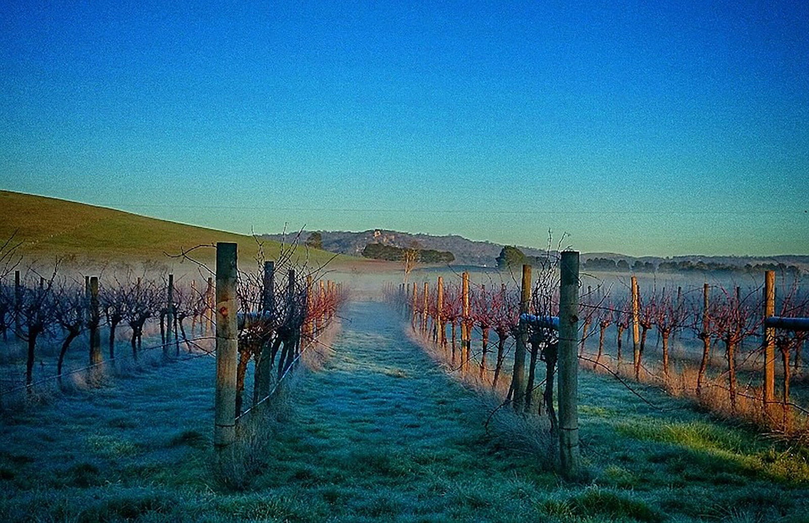 Coghills Creek VIC Dentist Find
