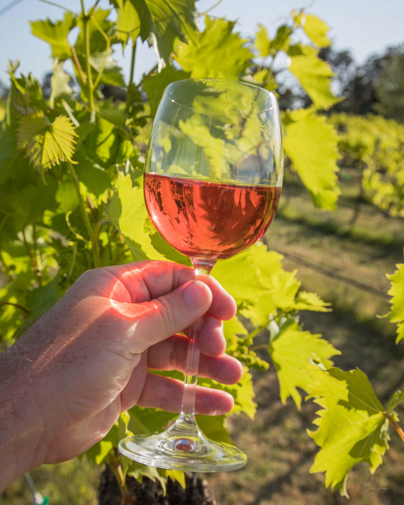 Breakfast Creek Vineyard