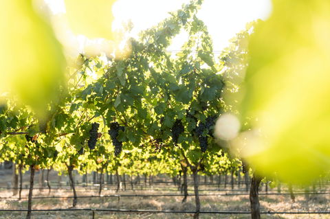 Sandalford Wines - Margaret River - Dentist Find 2