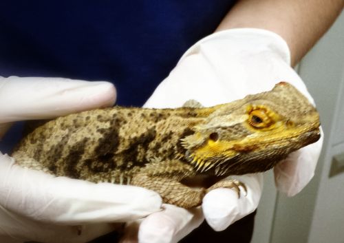 Parap Veterinary Hospital