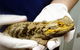 Parap Veterinary Hospital - thumb 0