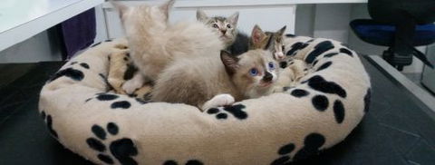 Parap Veterinary Hospital - Dentist Search 1