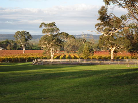 Top Note Vineyard - Dentist Search 1
