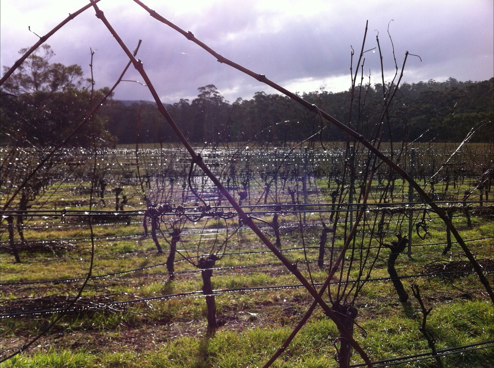 Darlington Vineyard