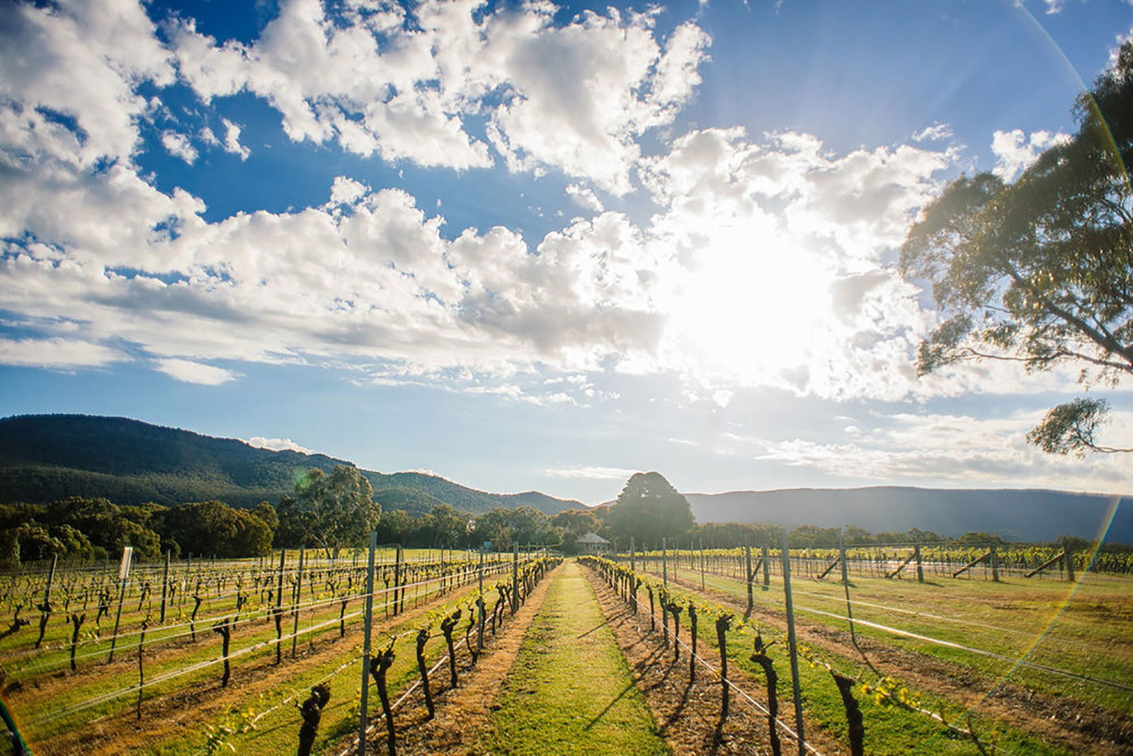 Fallen Giants Vineyard