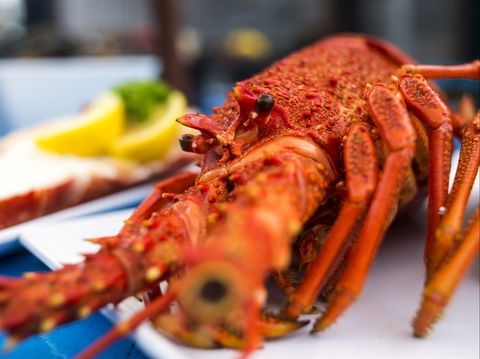Freycinet Marine Farm - Dentists Australia 0