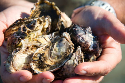 Freycinet Marine Farm - Dentists Australia 2