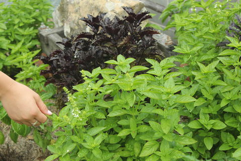 Hillview Herb Farm - Dentist Find 1