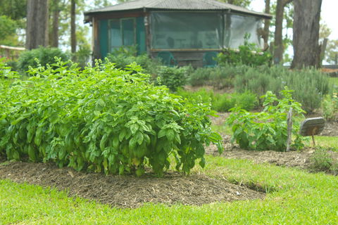 Hillview Herb Farm - Dentist Find 2