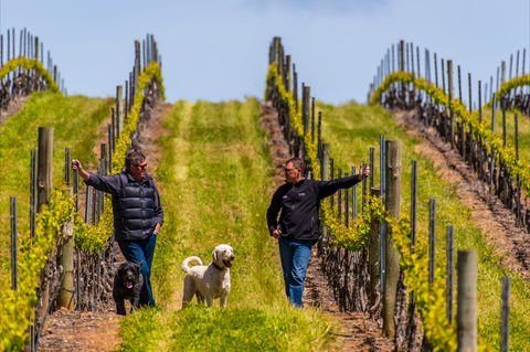 Tim Adams Wines - Dentist Find 2