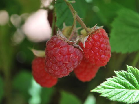 Westerway Raspberry Farm - Dentist Find 0