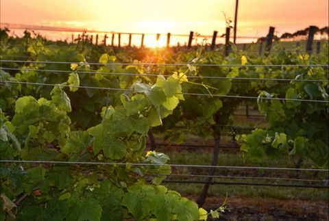 Bennetts On Bellarine Winery - Dentist Find 0