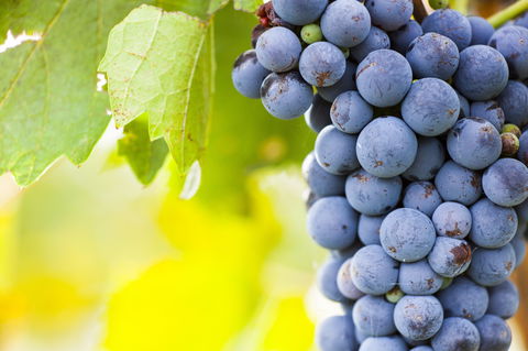 Eden Road Wines - Dentists Australia 0