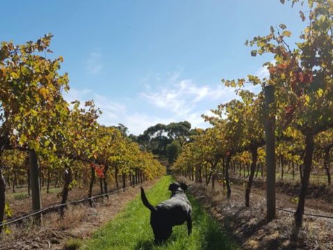 Ruddenklau Wines - Dentist Find 0