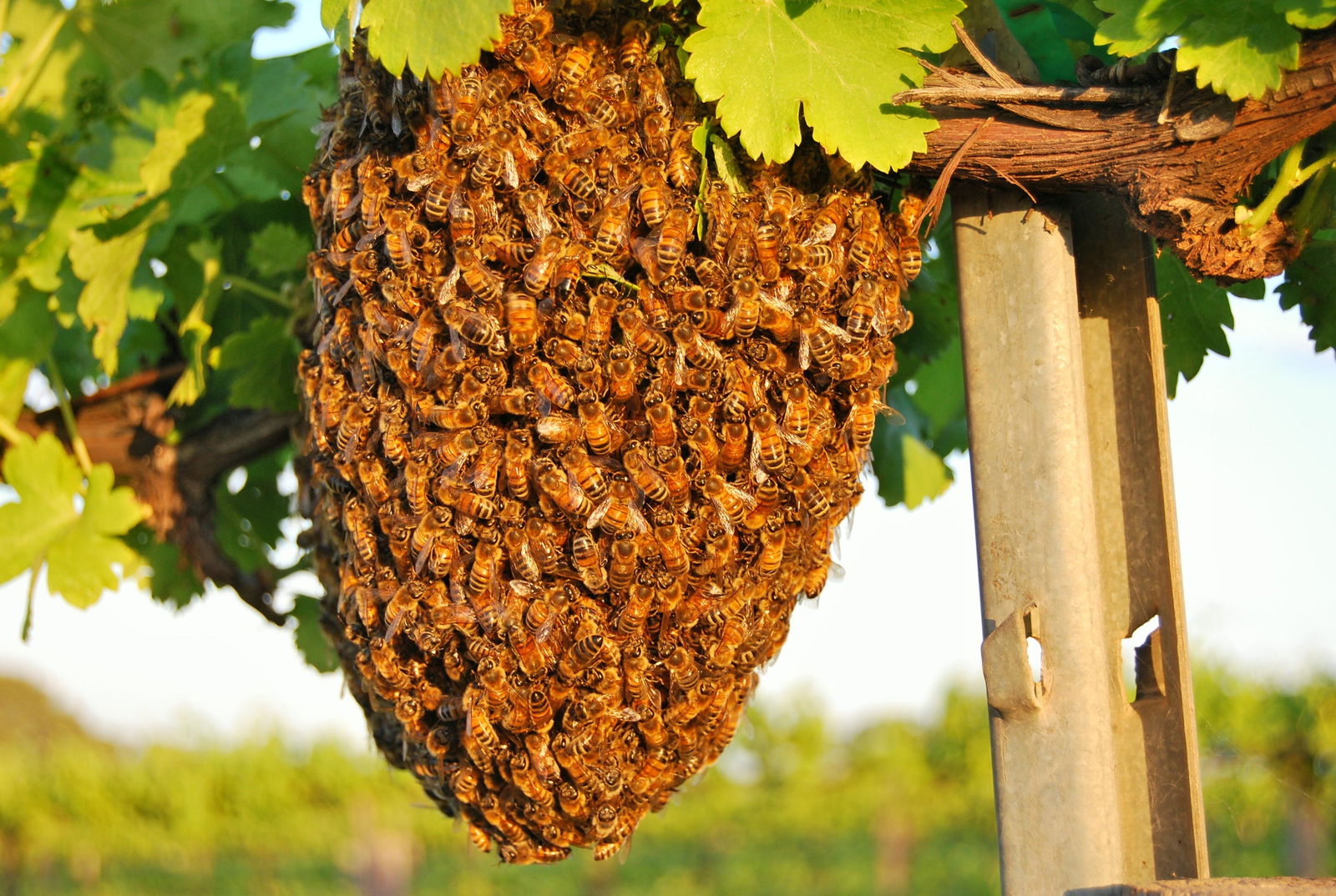 Whistling Kite Biodynamic Wines