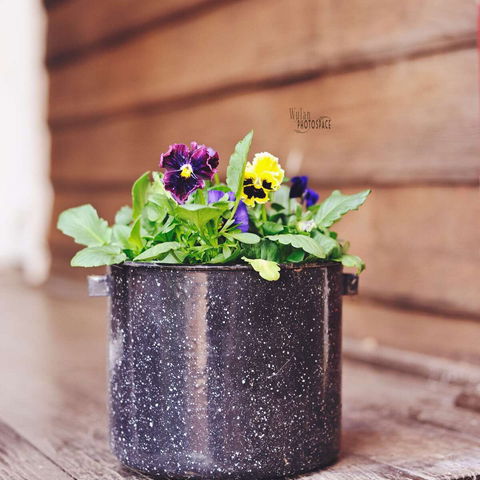 The York Mill - Dentist Find 0