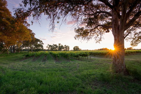 Bleasdale Vineyards - Dentist Search 2