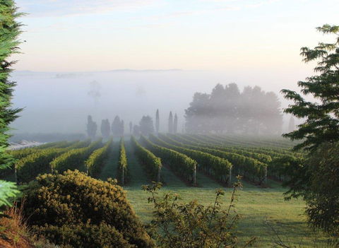 Cherry Tree Hill Wines - Dentists Australia 2