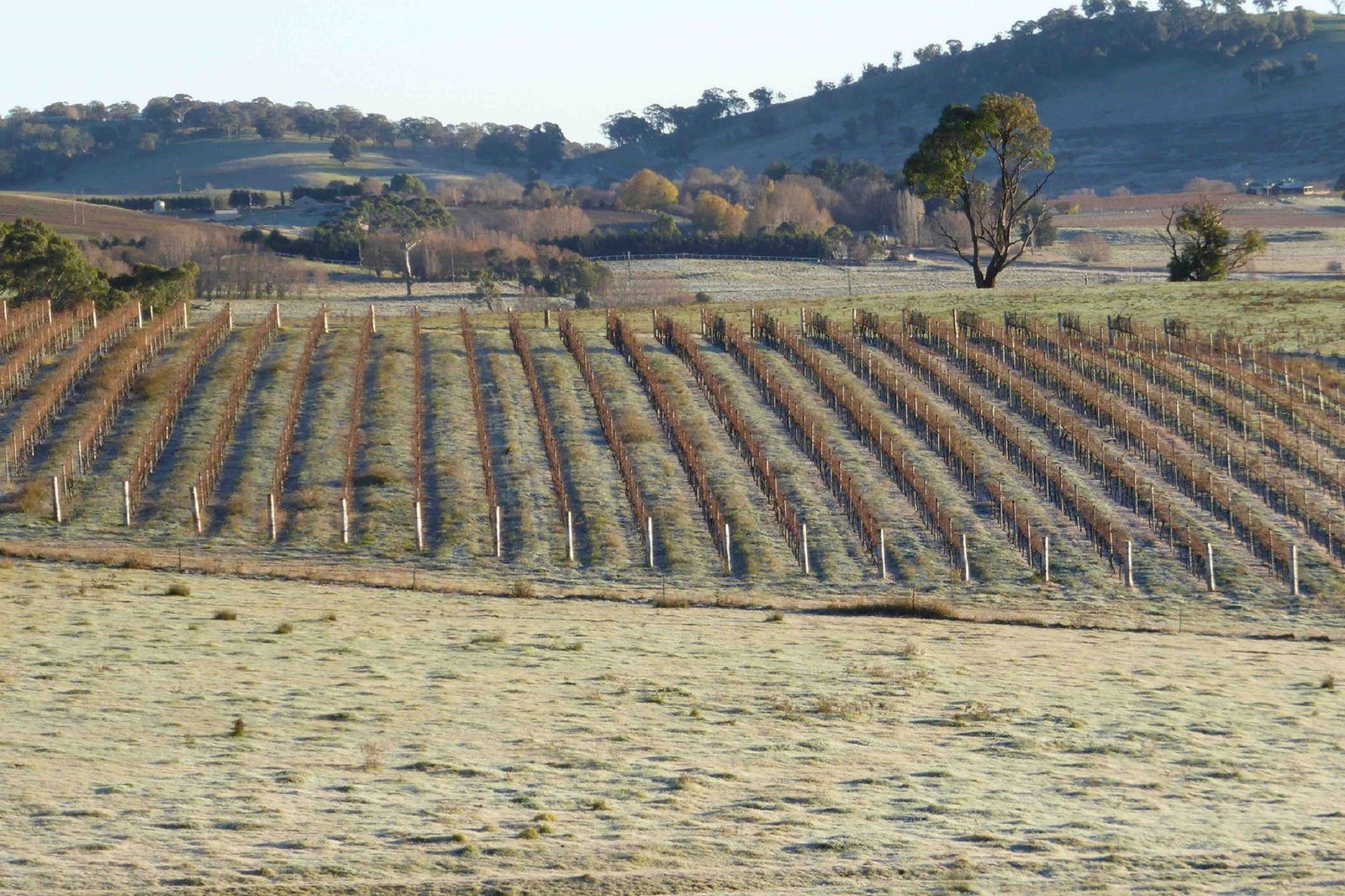 Patina Wines