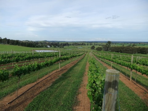 Razorback Ridge Wines - Dentist Find 0