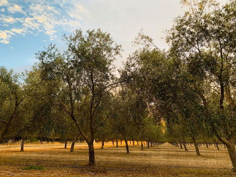 Talinga Grove - Dentist Find 1