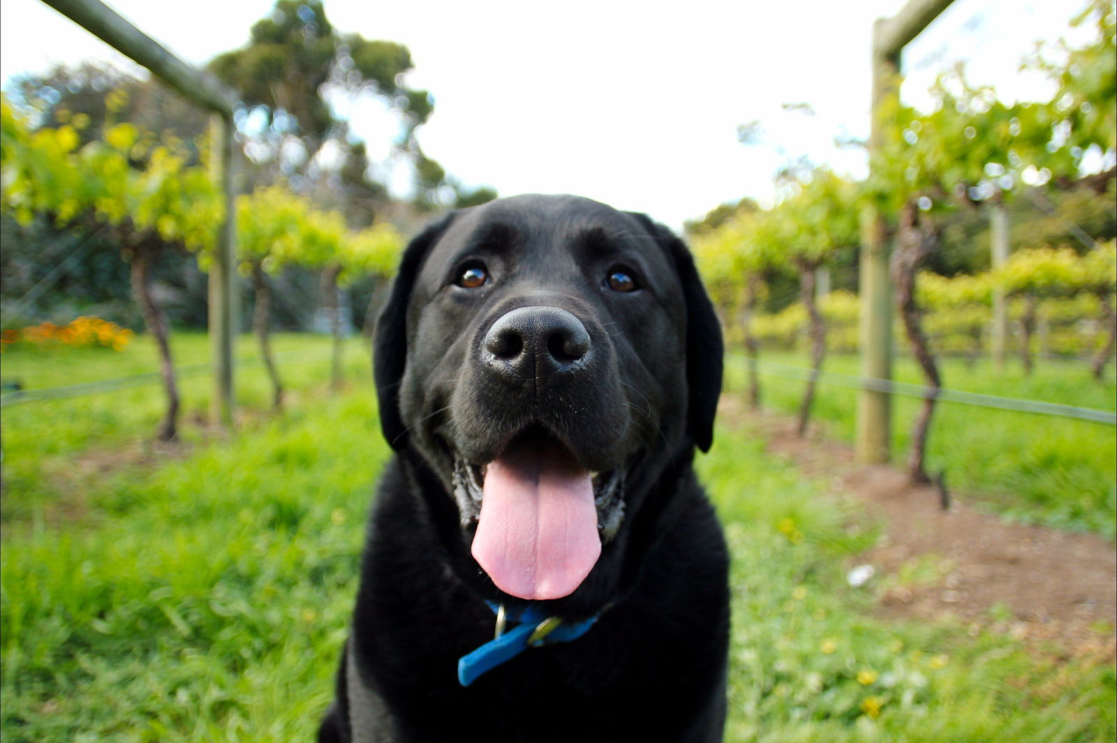 Every Man and His Dog Vineyard