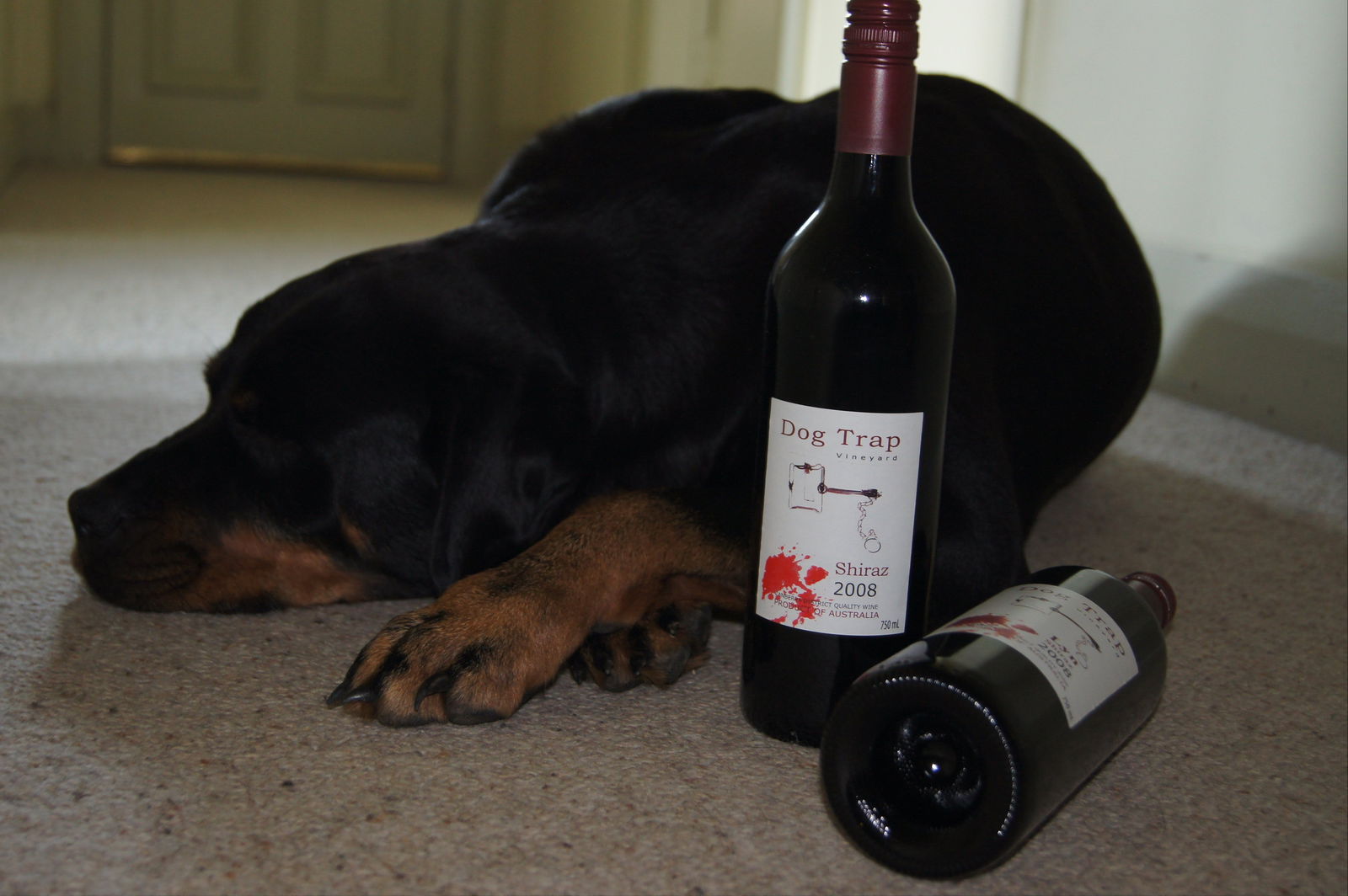 Dog Trap Vineyard