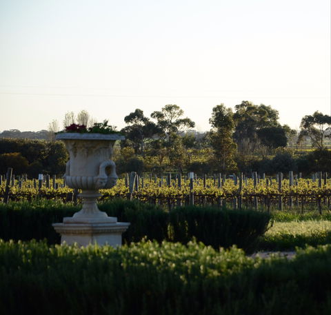 Angas Plains Wines Cellar Door - Dentist Find 1