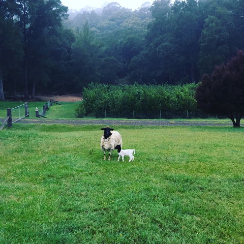 Goat Hill Farm - Dentist Find 0