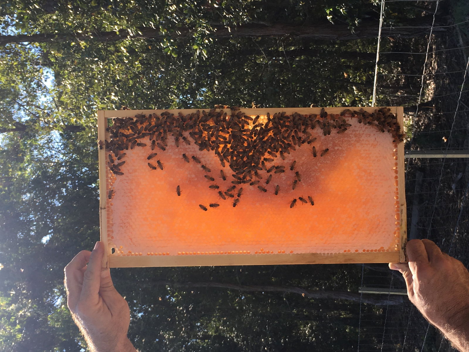 Clayridge Honey