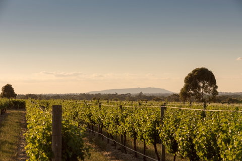 Norton Estate Wines - Dentist Find 2