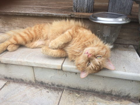 Duck'n Fishes Cafe And Bar - Dentists Australia 2