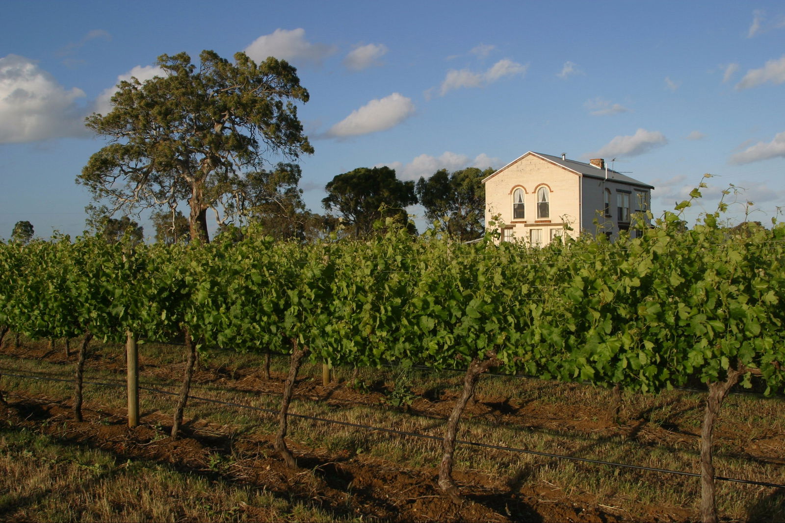 Highbank Vineyards