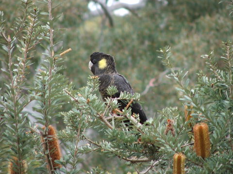 Sinclair's Gully - Dentist Find 2