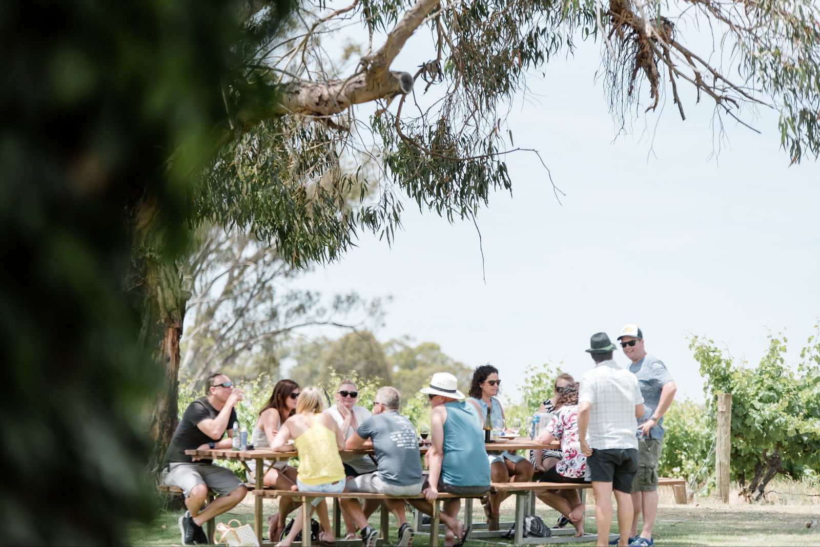 St Leonards Vineyard Caf