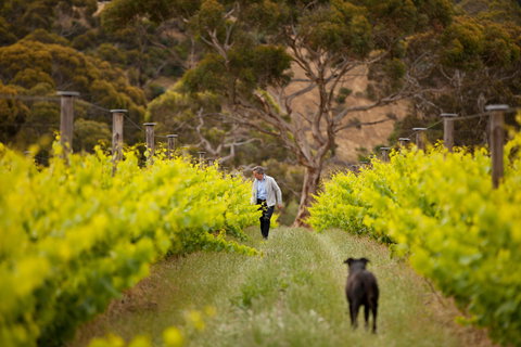Islander Estate Vineyards - Dentist Find 1
