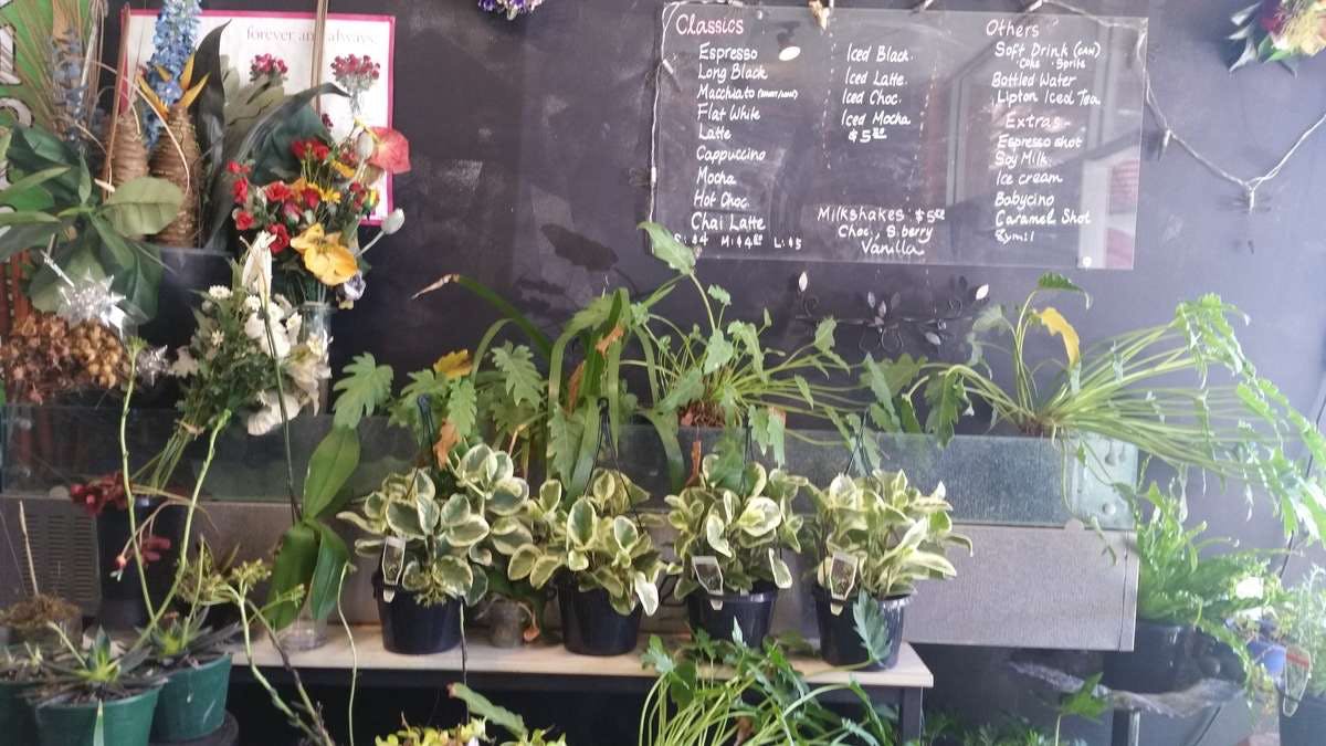 Milk Froth - Ascot Hamilton