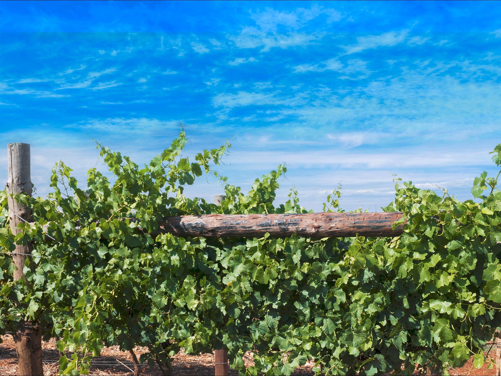 Rowsley Fault Vineyards