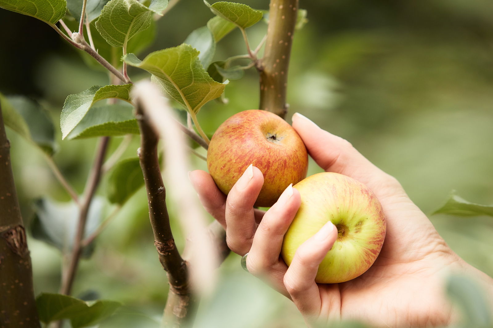 St Ronan's Cider