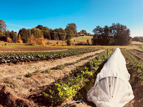 Synchronicity Farm - Dentist Find 0