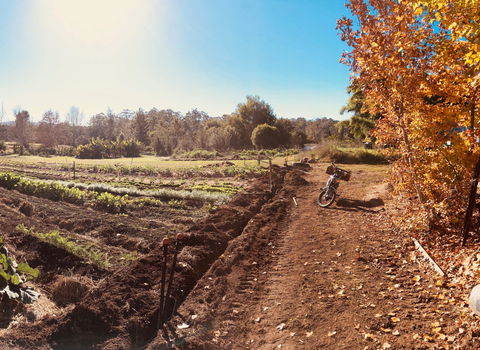 Synchronicity Farm - Dentist Find 1