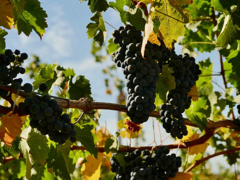 Victory Point Wines - Dentist Find 2