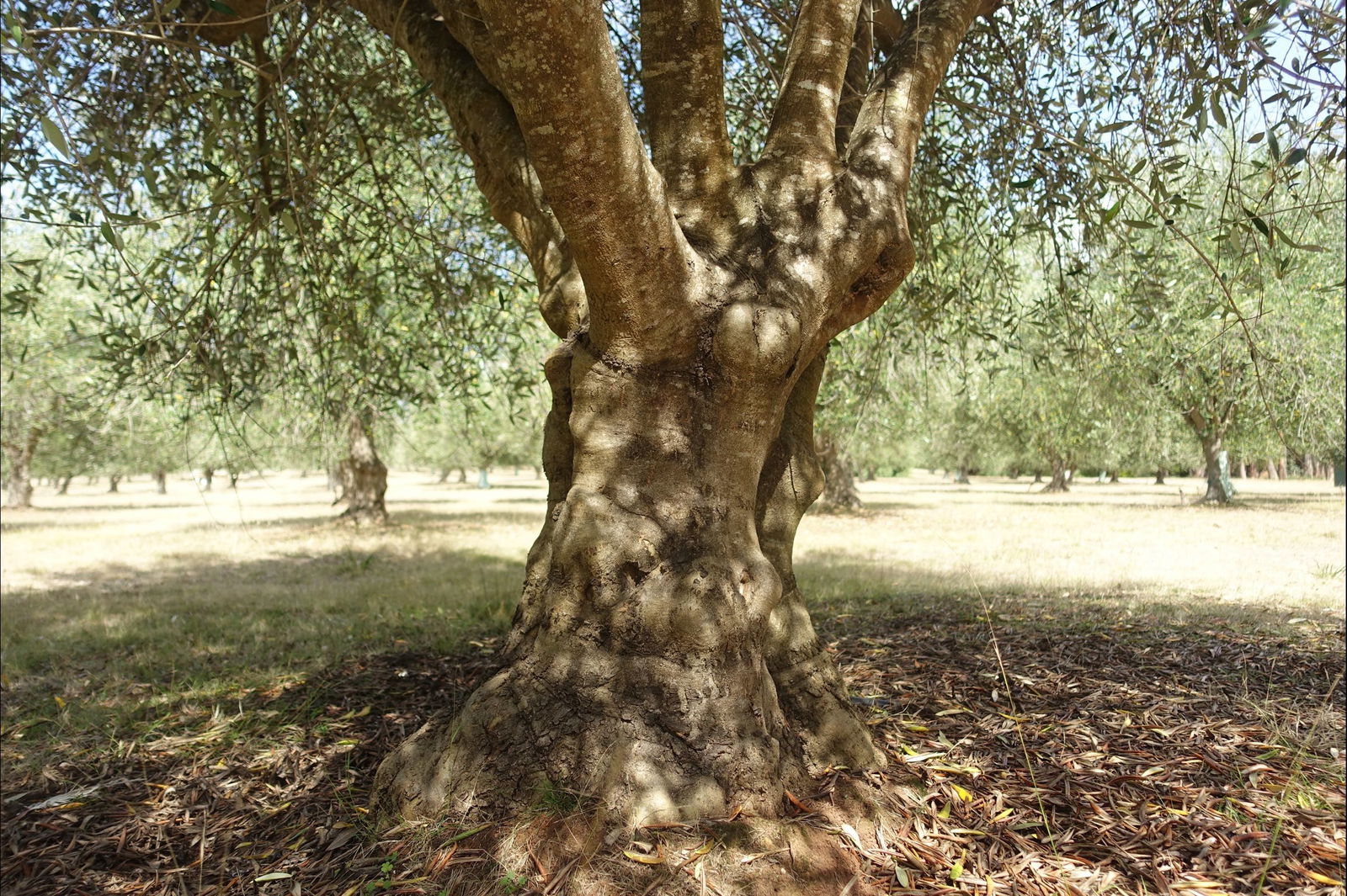 Lentara Grove