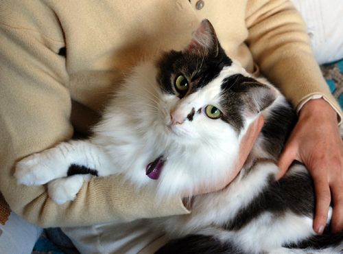 Pet Buddy
