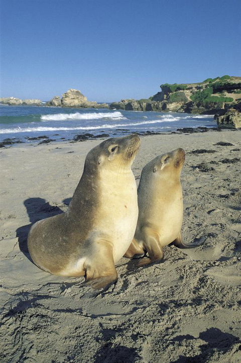 Kangaroo Island Seafront - Dentist Find 40