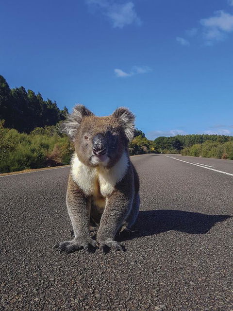 Kangaroo Island Seafront - Dentist Find 14