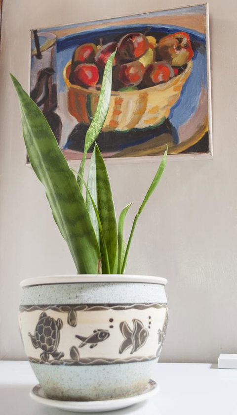 Trevalia Accommodation - Dentist Search 27